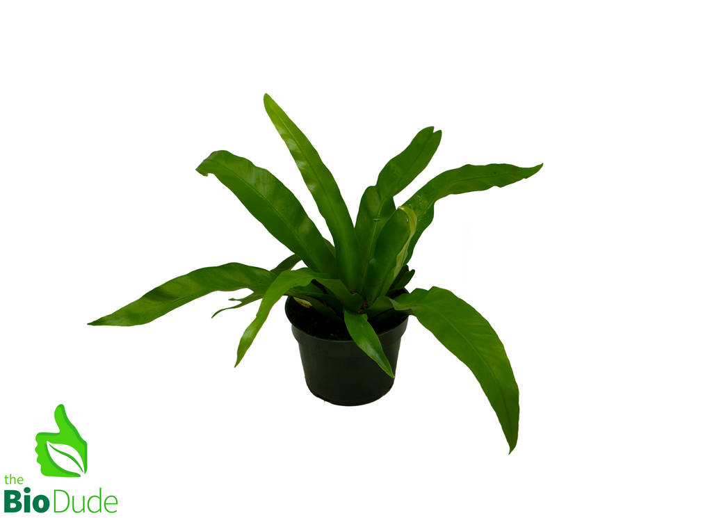 4" Pot Bird's Nest Fern Osaka