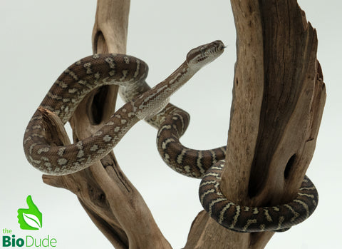 Morelia Bredli Python - Indy