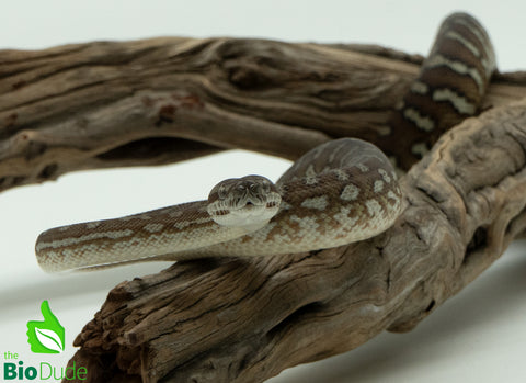 Morelia Bredli Python - Coco