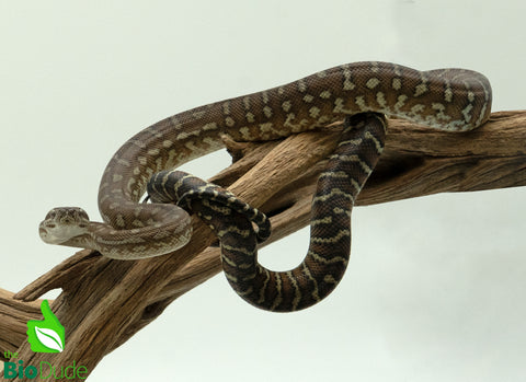 Morelia Bredli Python - Rusty