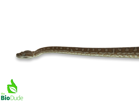Morelia Bredli Python (Captive Bred) | Centralian Carpet Python, Missy
