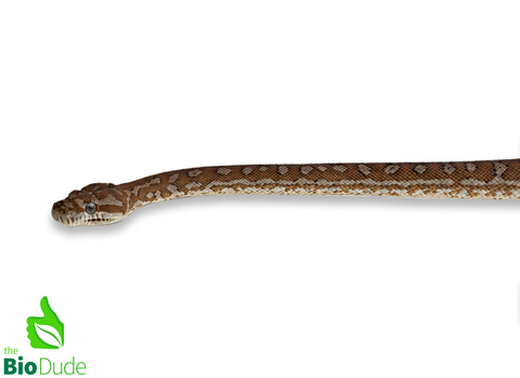Morelia Bredli Python (Captive Bred) | Centralian Carpet Python, Muffin