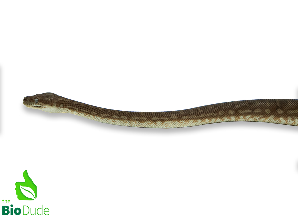 Morelia Bredli Python (Captive Bred) | Centralian Carpet Python, Peanut