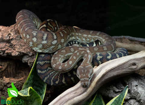 Morelia Bredli Python - Pom Pom