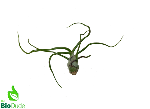 Bulbosa Guatemala Tillandsia 2-3"