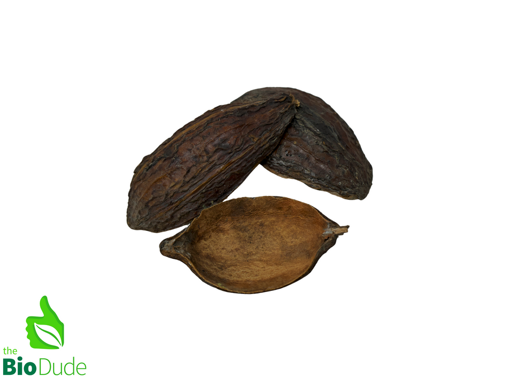 Colombian Cacao Seed Nut Pod