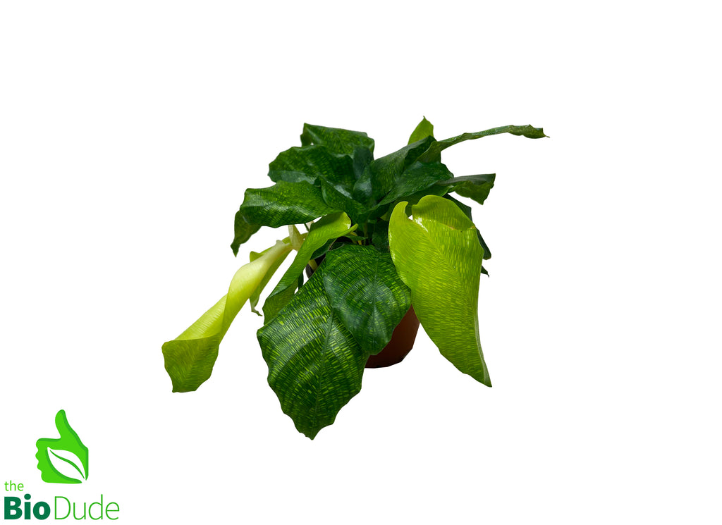 4" Pot Calathea Network