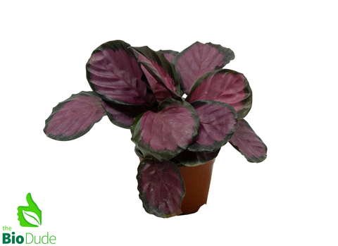 4" Pot Calathea Rosy
