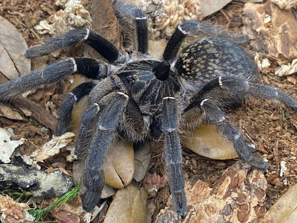 Ceratogyrus marshalli – Straight Horned Baboon Tarantula | Live Arrival Guarantee | TDE