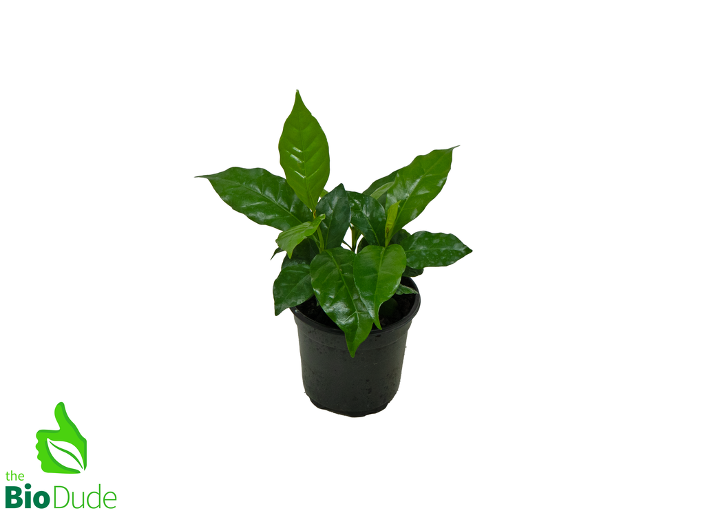 4" Pot Coffee Plant
