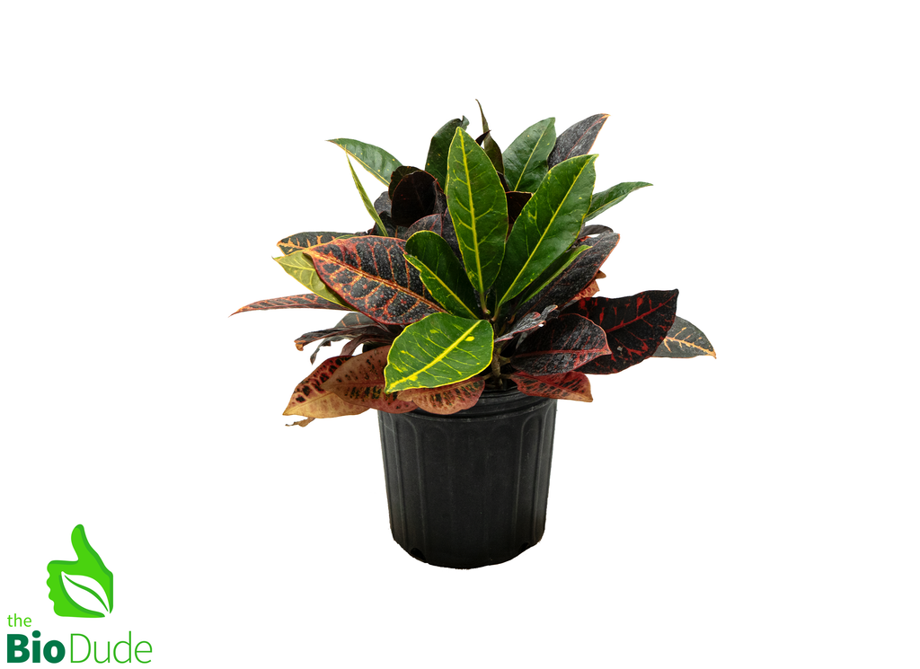 8" Pot Croton Petra