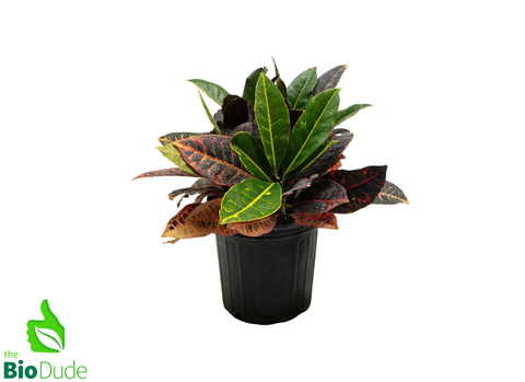 8" Pot Croton Petra