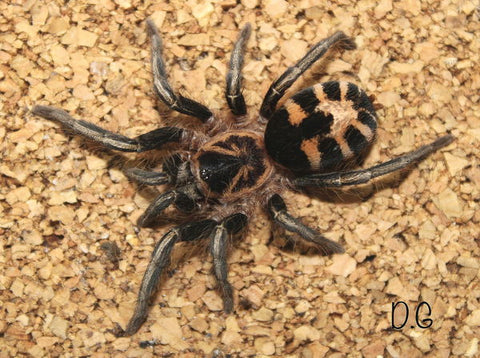 Cyriocosmus leetzi – Venezuelan Dwarf Beauty Tarantula | Colombian Dwarf Tiger | Tiny Tiger-Striped Gem | Live Arrival Guarantee | TDE