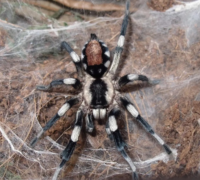 Cyriocosmus ritae – Peruvian Black & White Dwarf Tarantula | New World | TDE