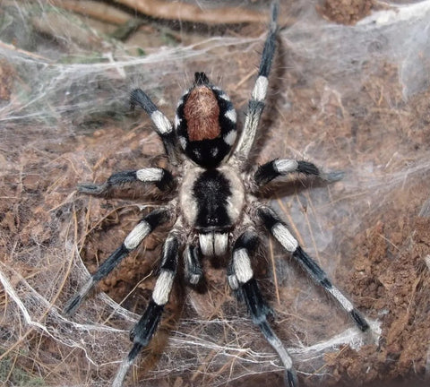 Cyriocosmus ritae – Peruvian Black & White Dwarf Tarantula | New World | TDE