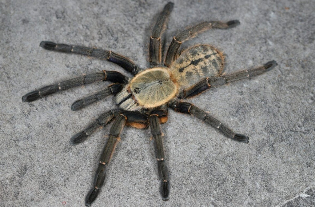 Melopoeus sp Nhen Dep – Nhen Dep Earth Tiger Tarantula (Cyriopagopus sp Nhen Dep) | Vietnamese Tiger Jewel | Live Arrival Guarantee | TDE