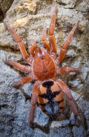 Devicarina guidonae – Saffron Dwarf Pumpkin Tarantula | Ultra-Rare Miniature Species | TDE
