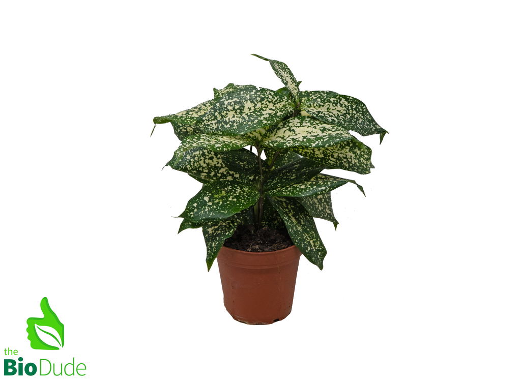 4" Pot Dracaena Florida Beauty