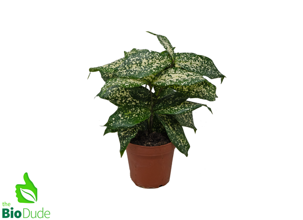 dracaena florida beauty toxic 4" Pot Dracaena Florida Beauty