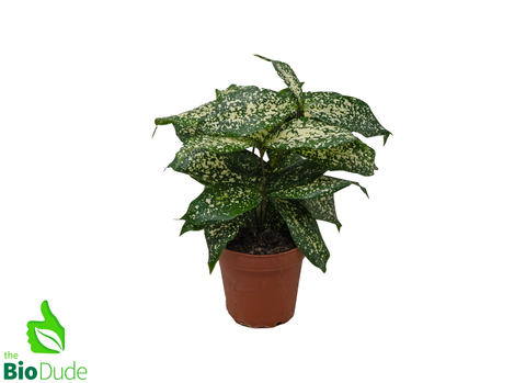 4" Pot Dracaena Florida Beauty