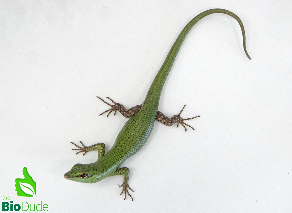 Emerald Tree Skink baby- Captive Bred