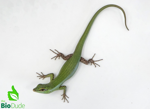 Emerald Tree Skink baby- Captive Bred