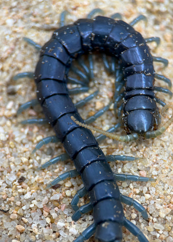 Ethmostigmus sp. 'Borneo Blue' – Borneo Blue Centipede | Electric Blue Giant Centipede | TDE