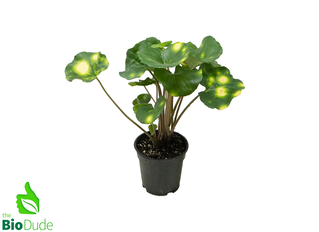 4" Pot Farfugium Firefly