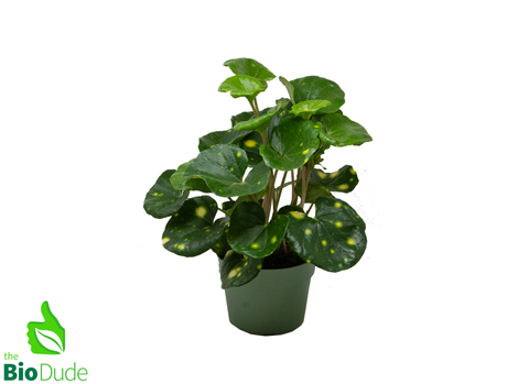 6" Pot Farfugium Firefly