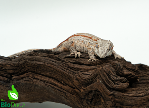 Gargoyle Gecko - Sexable Female