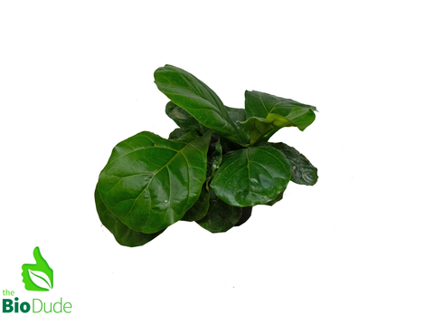 6" Pot Fiddle Leaf Fig