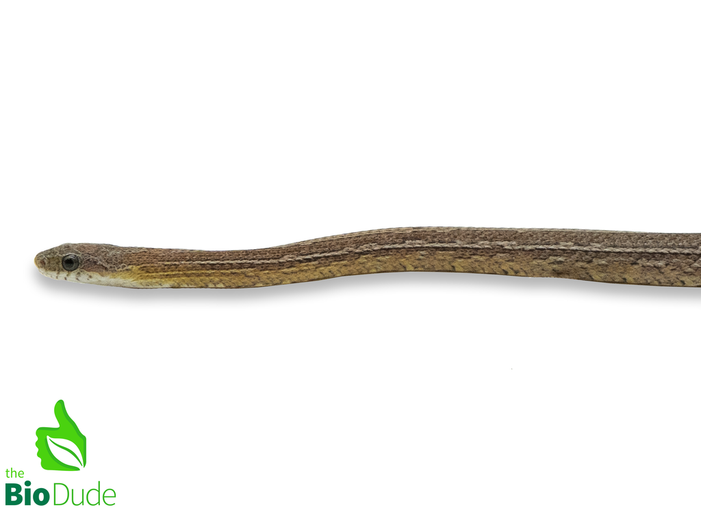 Pantherophis guttatus (Captive Bred) | Corn Snake, Ghost Tessera