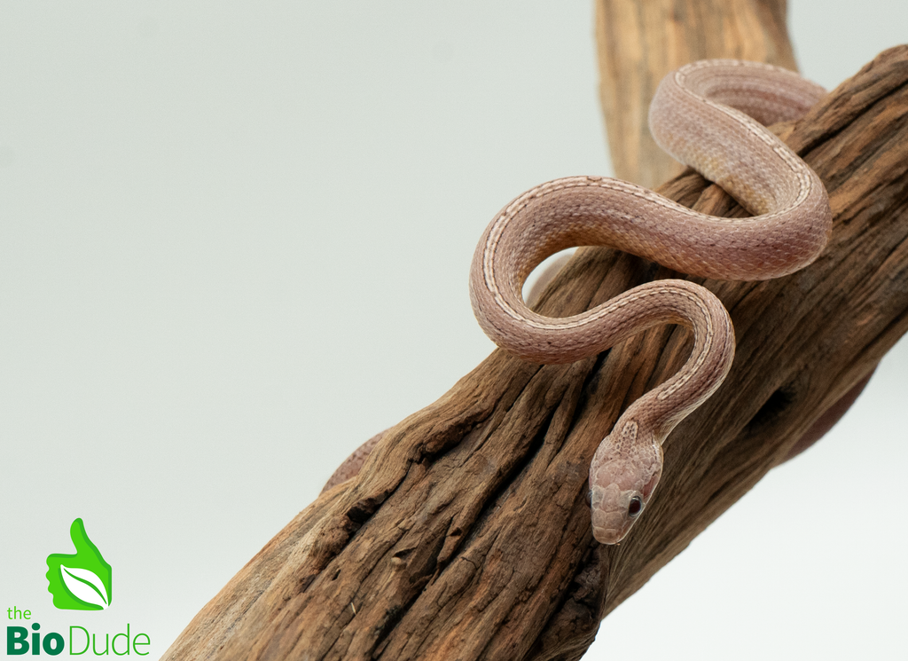 Corn Snake - Ghost Tessera