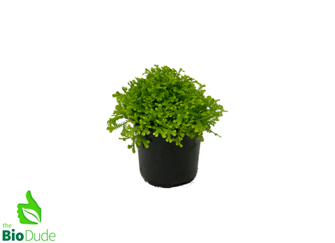 4" Pot Selaginella Gold Clubmoss