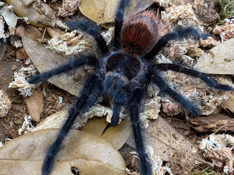 Grammostola actaeon – Brazilian Wooly Black Tarantula | Rare South American Giant | Live Arrival Guarantee | TDE