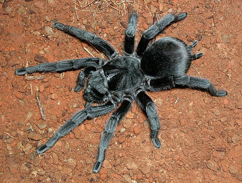 Grammostola pulchra - Brazilian Black Tarantula for Sale (Grammostola quirogai) | TDE