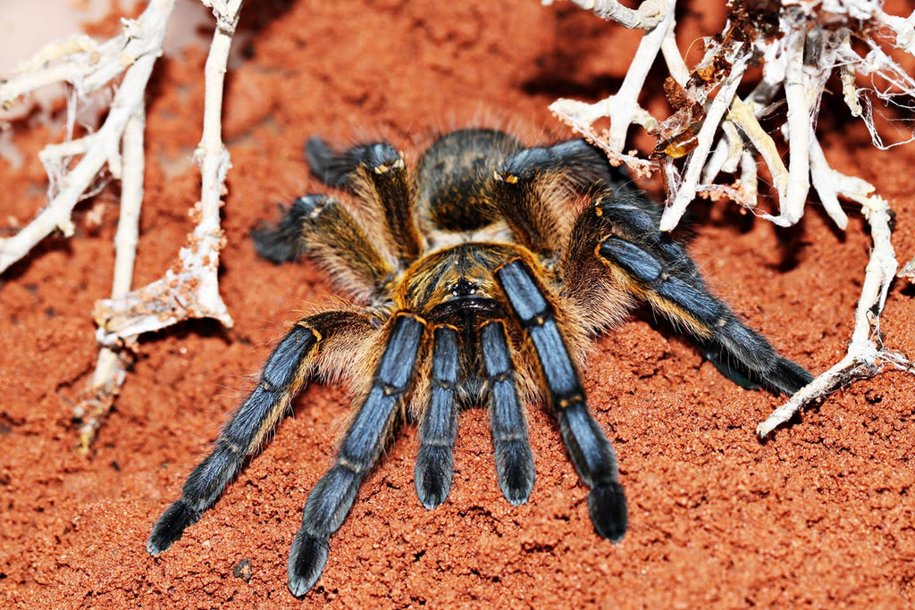 Harpactira pulchripes - Golden Blue Leg Baboon Tarantula for Sale | Live Arrival Guarantee | TDE