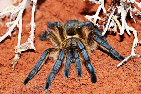 Harpactira pulchripes - Golden Blue Leg Baboon Tarantula for Sale | Live Arrival Guarantee | TDE
