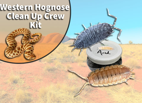 Western Hognose Snake Clean Up Crew Pack  FREE SHIPPING