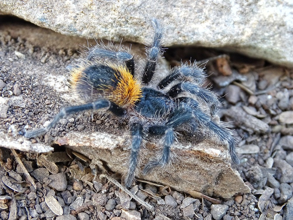Homoeomma orellanai - Chilean Yellow Flame Tarantula for Sale | TDE