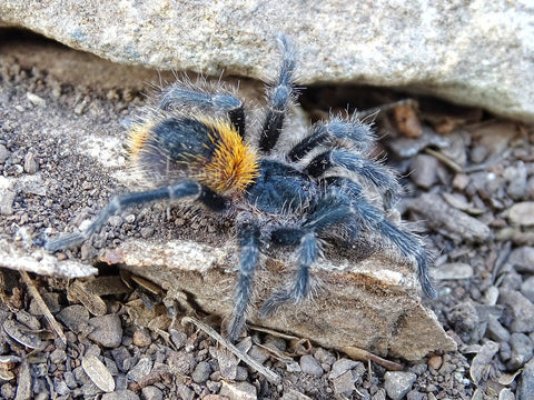 Homoeomma orellanai - Chilean Yellow Flame Tarantula for Sale | TDE