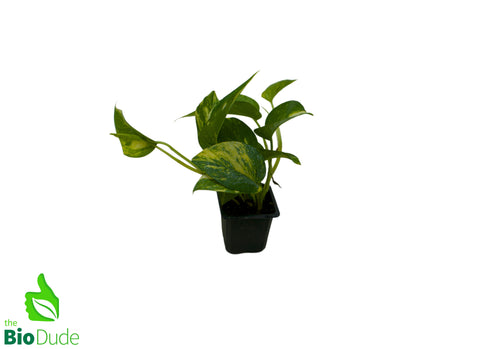 3" Pot Pothos Golden