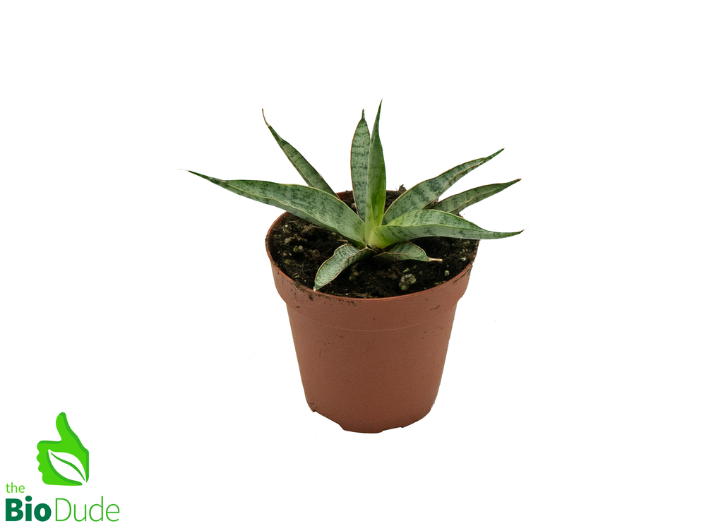 4" Pot Sansevieria Icicle Mikado