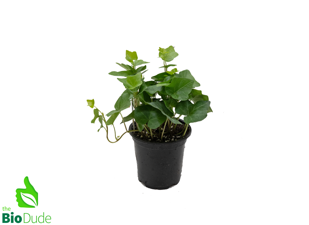 4" Pot Ivy Assorted