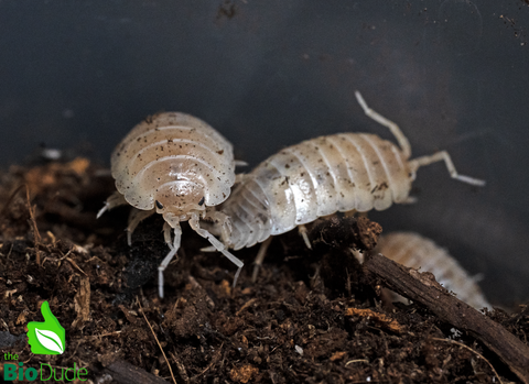 Porcellio Laevis "White Out" Isopods FREE SHIPPING