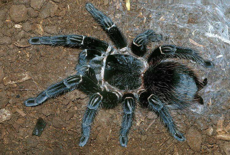 Lasiodora parahybana – Brazilian Salmon Pink Birdeater | Massive New World Giant | TDE