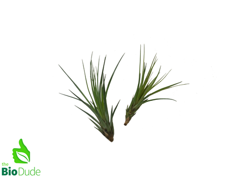 Large Tillandsia Bromeliad - Assorted 4-7"