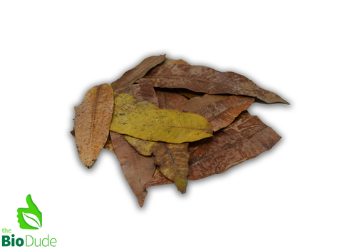 Colombian Leaf Litter - Mango Leaves - Mangifera Indica 20 count