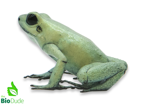 Phyllobates terribilis ‘Mint’ (Captive Bred) | Golden Poison Dart Frog