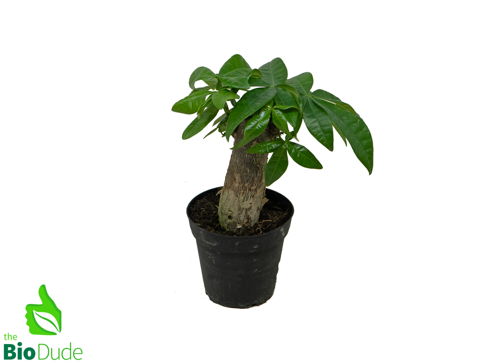 4" Pot Fortune Money Tree - Pachira